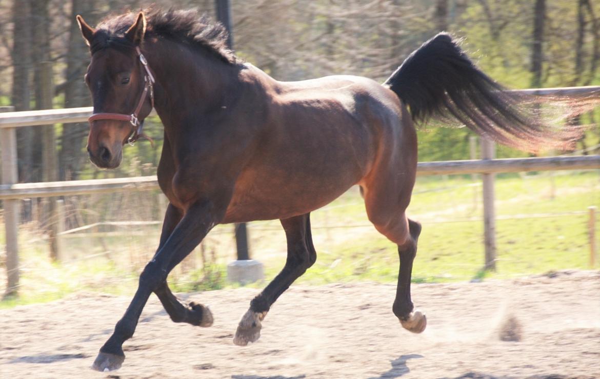 Dansk Varmblod Holmevangs Tess billede 5