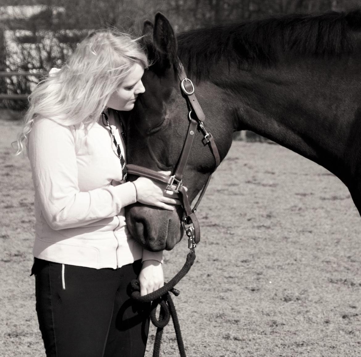 Dansk Varmblod Holmevangs Tess billede 4