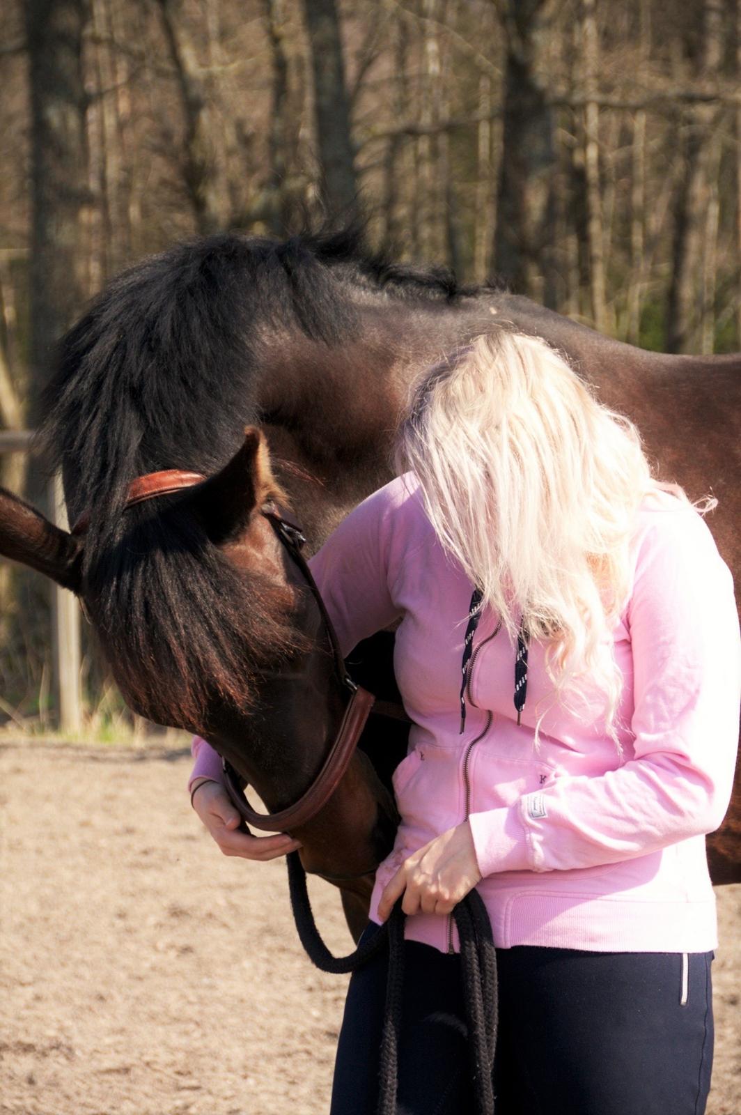 Dansk Varmblod Holmevangs Tess billede 3