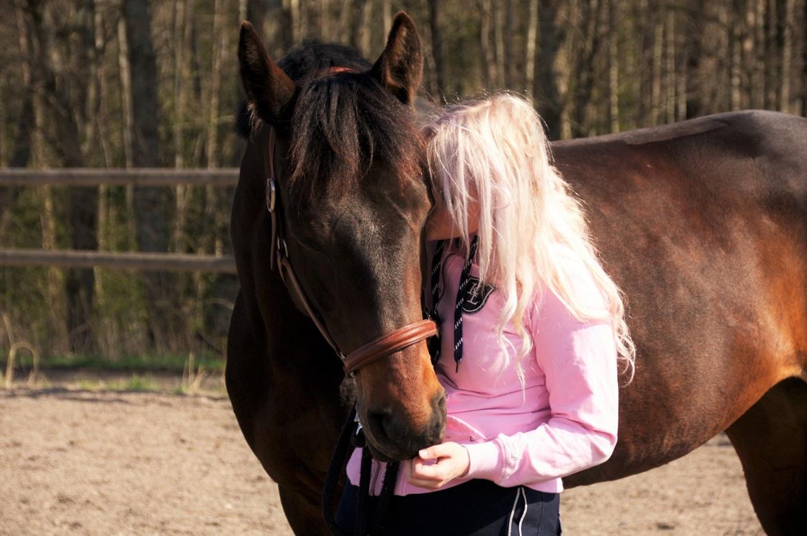 Dansk Varmblod Holmevangs Tess billede 8