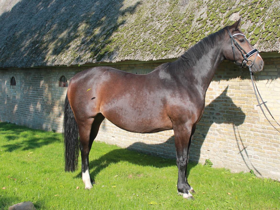 Anden særlig race Newclear p. (Himmelhest) billede 1