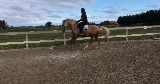 Anden særlig race Horsebjerg gambler (Malik)  billede 13