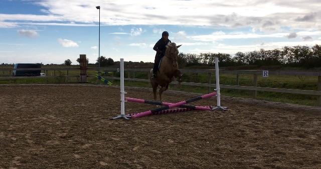 Anden særlig race Horsebjerg gambler (Malik)  billede 15