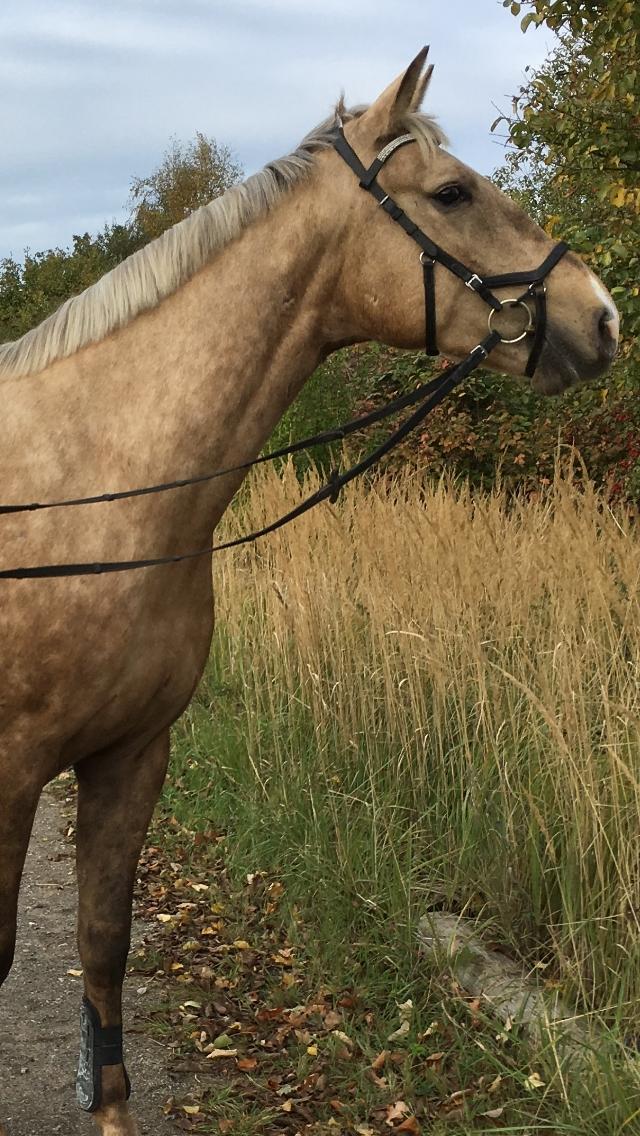Anden særlig race Horsebjerg gambler (Malik)  billede 16