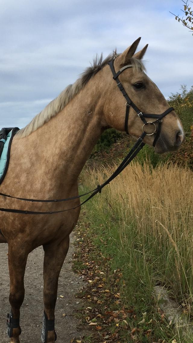 Anden særlig race Horsebjerg gambler (Malik)  billede 17