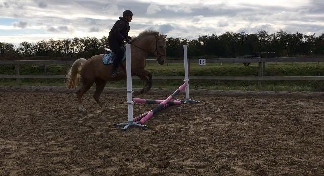 Anden særlig race Horsebjerg gambler (Malik)  billede 14