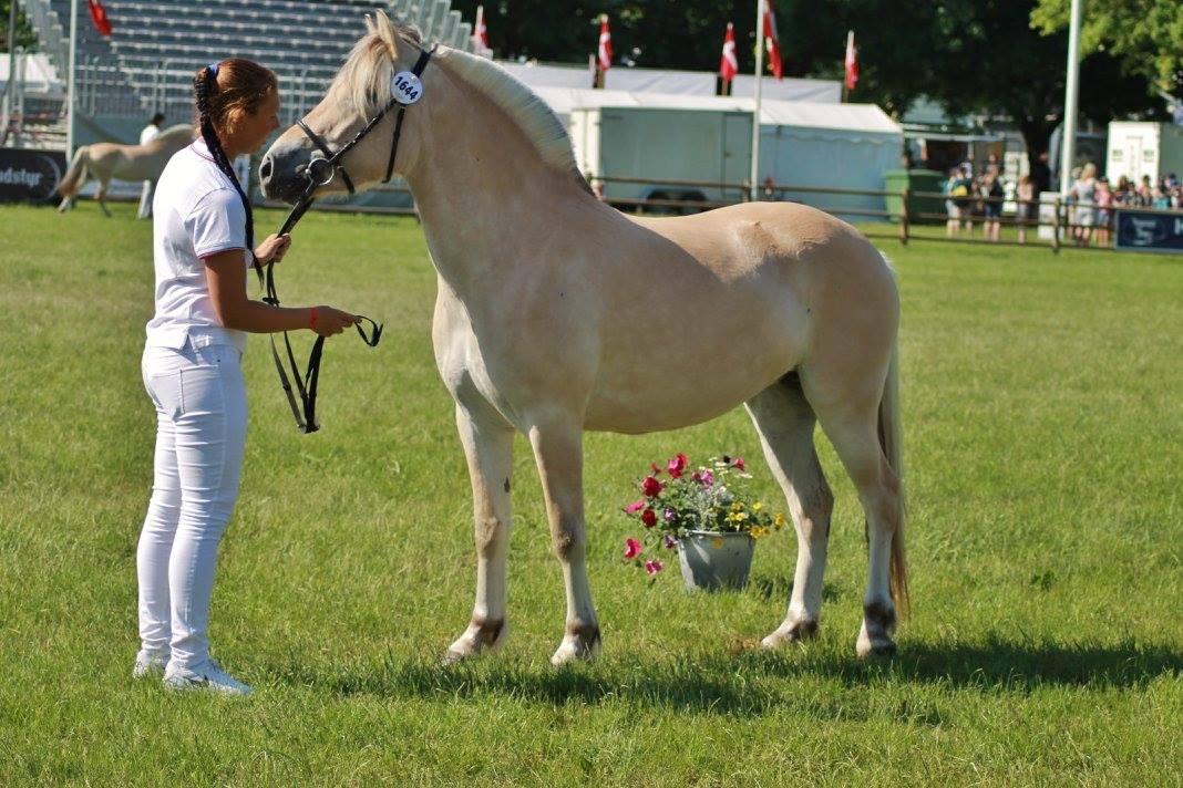 Fjordhest Hjorthøj's Tro billede 19