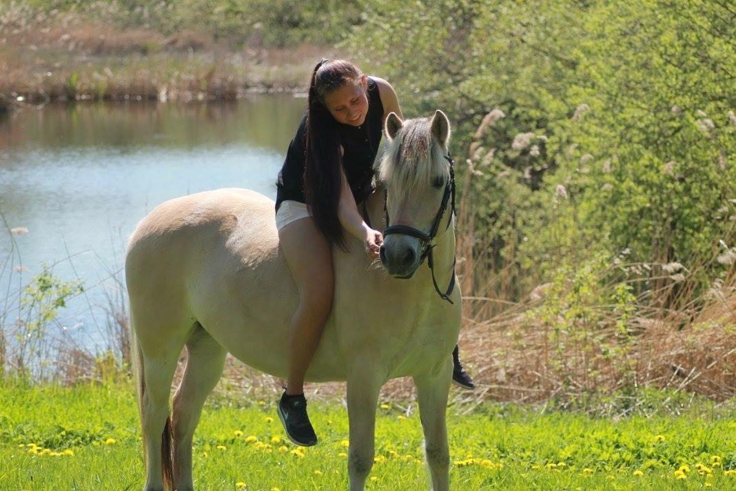 Fjordhest Hjorthøj's Tro billede 18