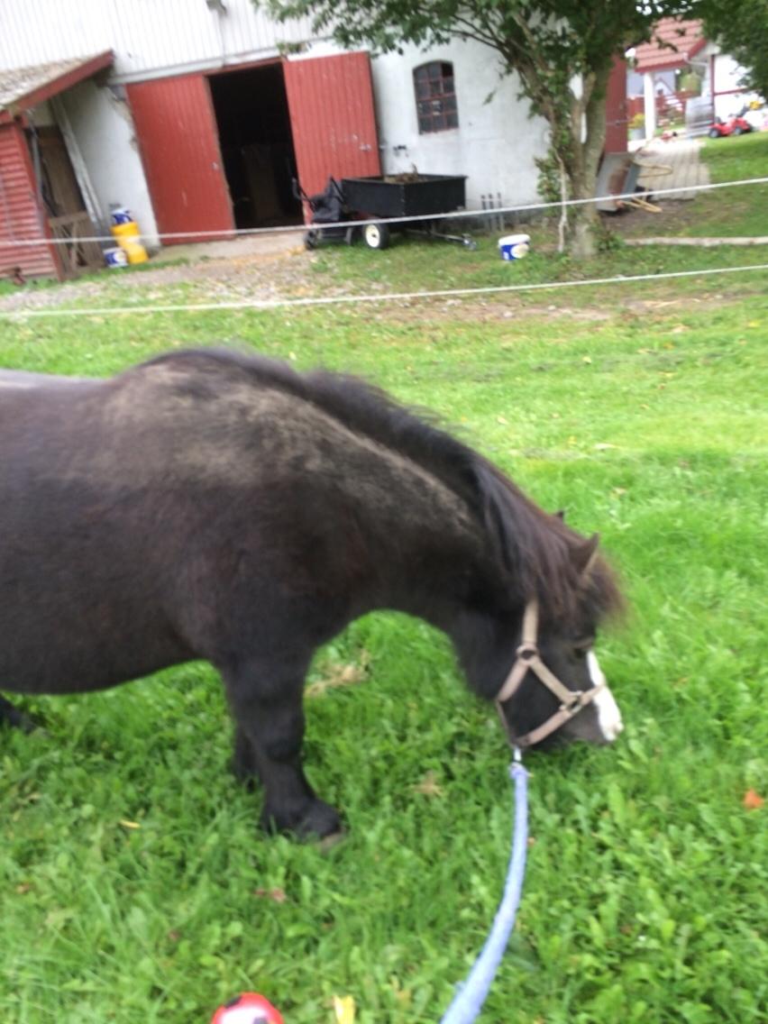 Anden særlig race Glimmer ~ SOLGT billede 2