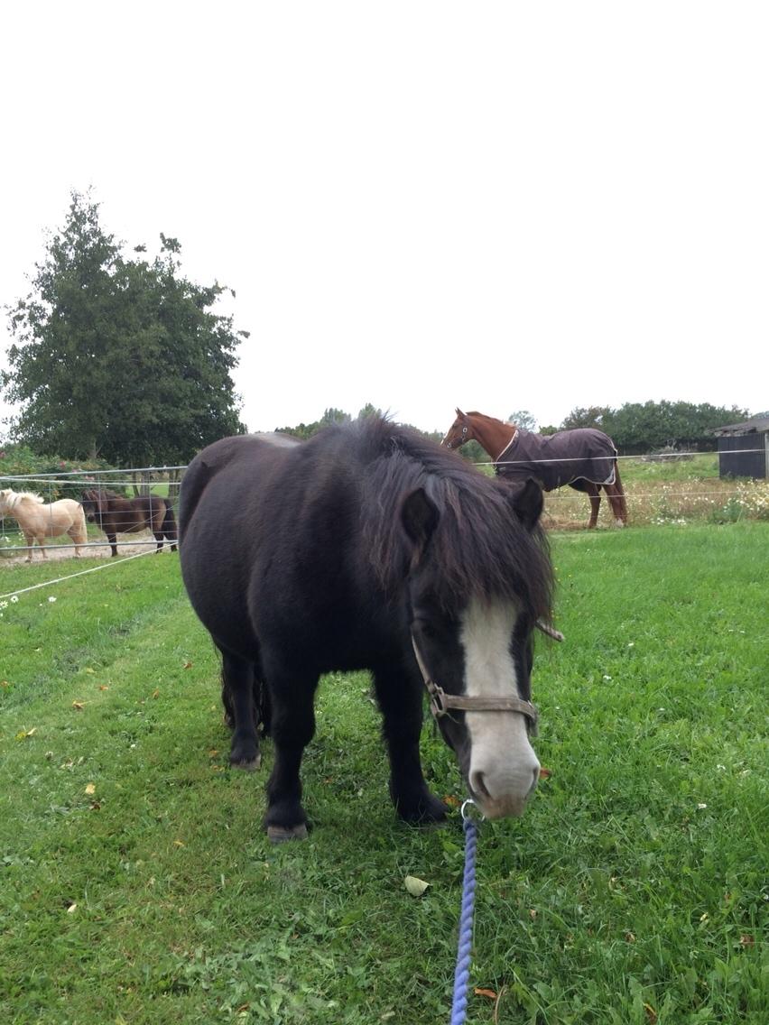 Anden særlig race Glimmer ~ SOLGT billede 3