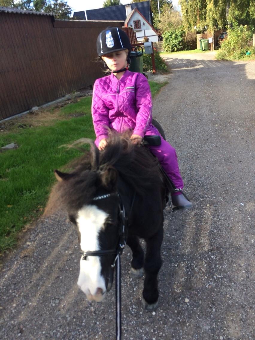 Anden særlig race Glimmer ~ SOLGT billede 4