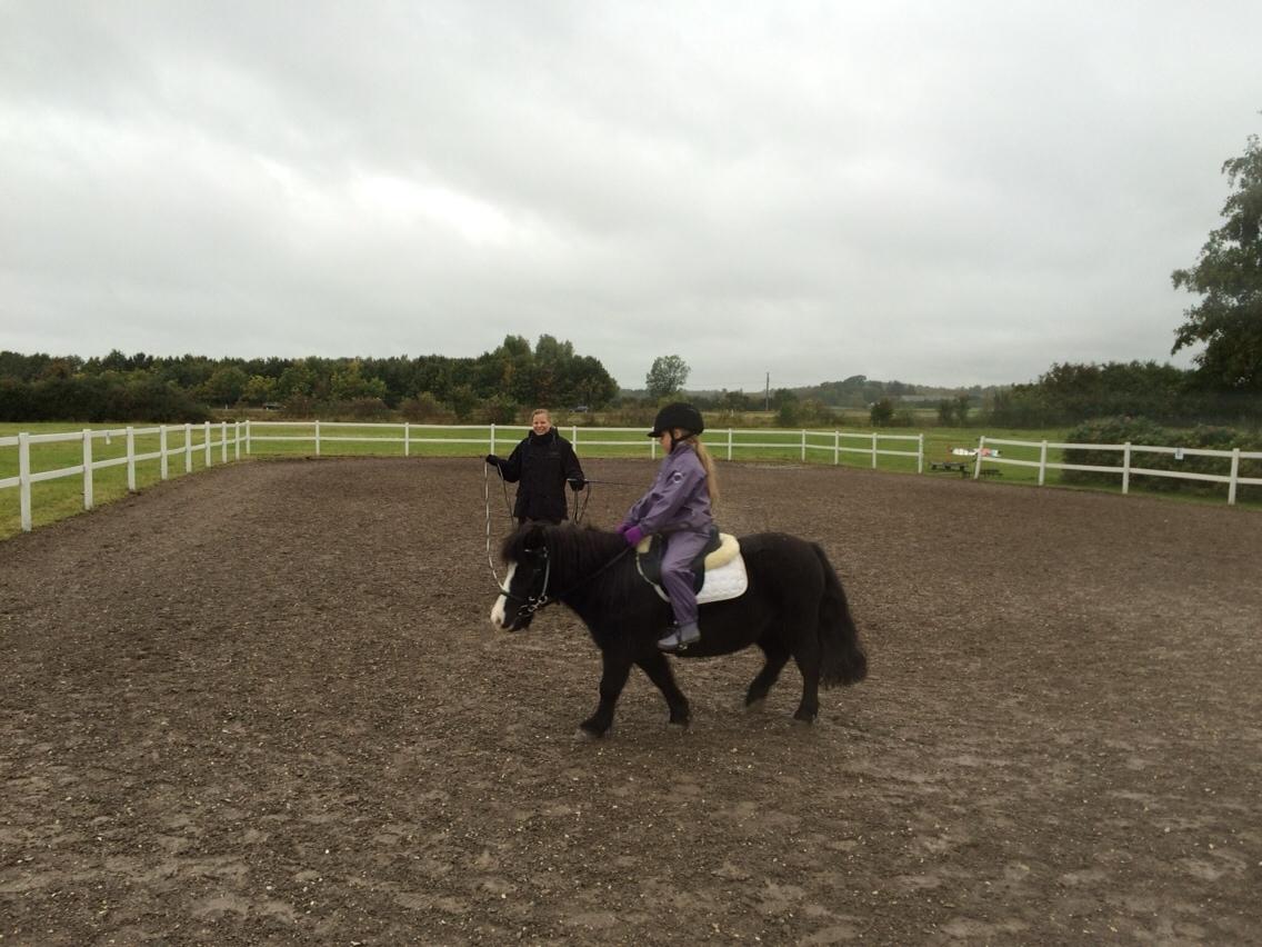 Anden særlig race Glimmer ~ SOLGT billede 5