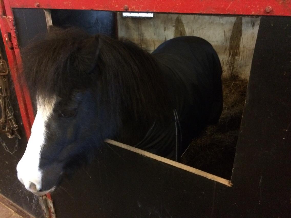 Anden særlig race Glimmer ~ SOLGT billede 6