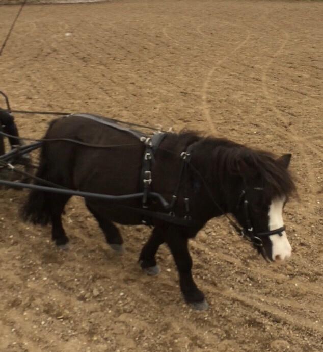 Anden særlig race Glimmer ~ SOLGT billede 8