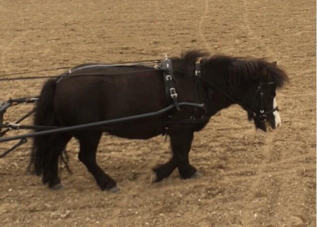 Anden særlig race Glimmer ~ SOLGT billede 7