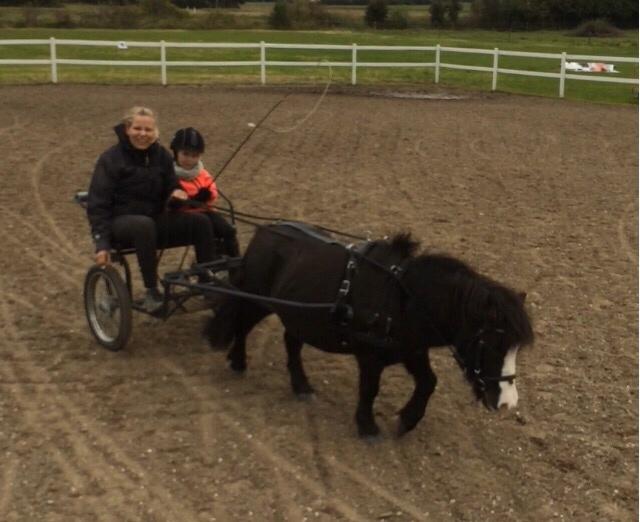 Anden særlig race Glimmer ~ SOLGT billede 9