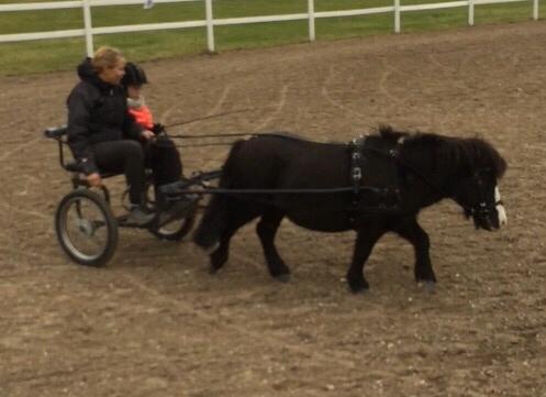 Anden særlig race Glimmer ~ SOLGT billede 10