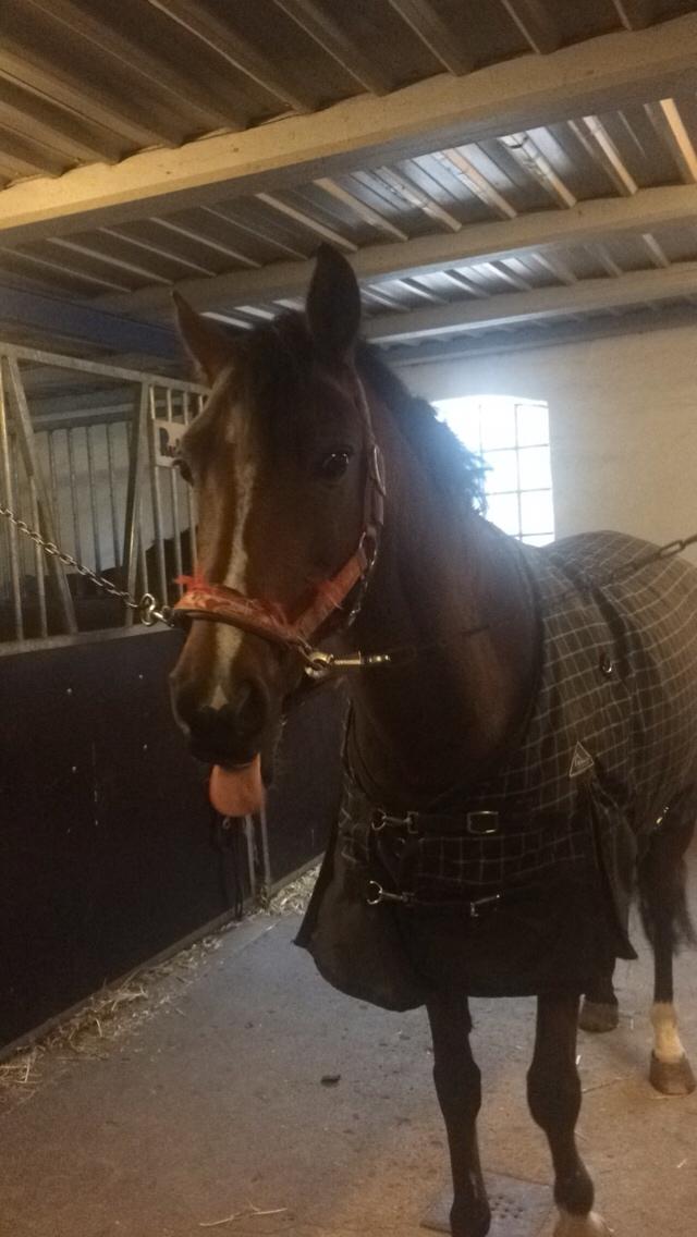 Anden særlig race Sabrina billede 10