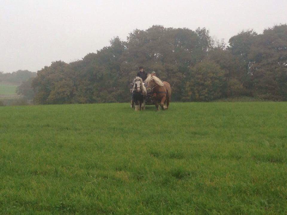 Irish Cob cronos regius (R.I.P) billede 9