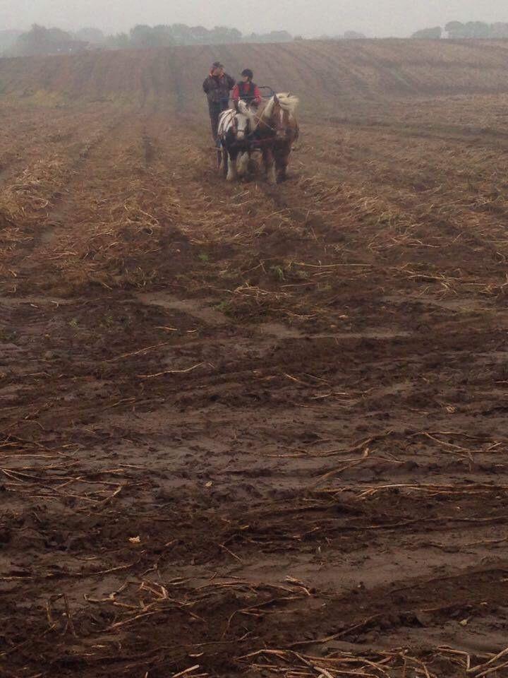 Irish Cob cronos regius (R.I.P) billede 11