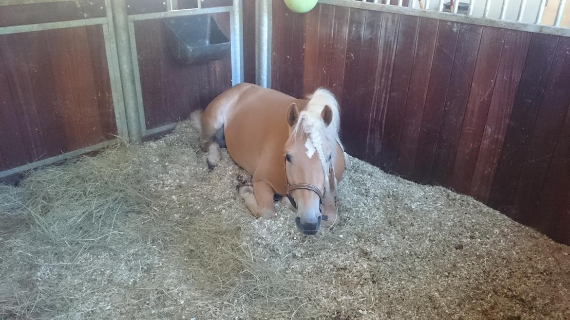 Haflinger Artaud Classwei af Åtte Bjerge billede 6