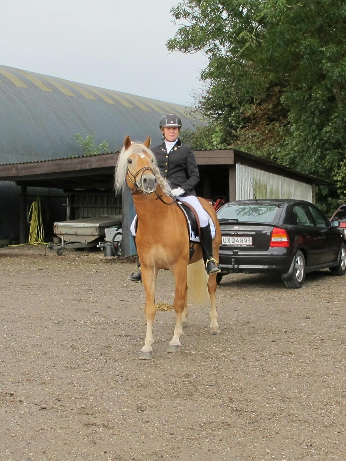 Haflinger Artaud Classwei af Åtte Bjerge - Haflingersport stævne i Bedsted 2016.  billede 5