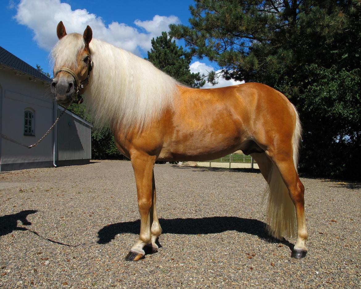 Haflinger Artaud Classwei af Åtte Bjerge - August 2016 billede 1