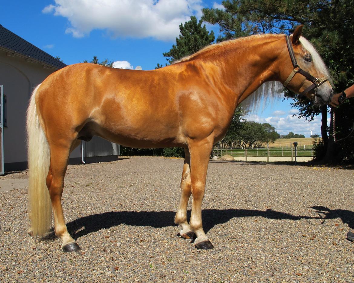 Haflinger Artaud Classwei af Åtte Bjerge - August 2016 billede 2