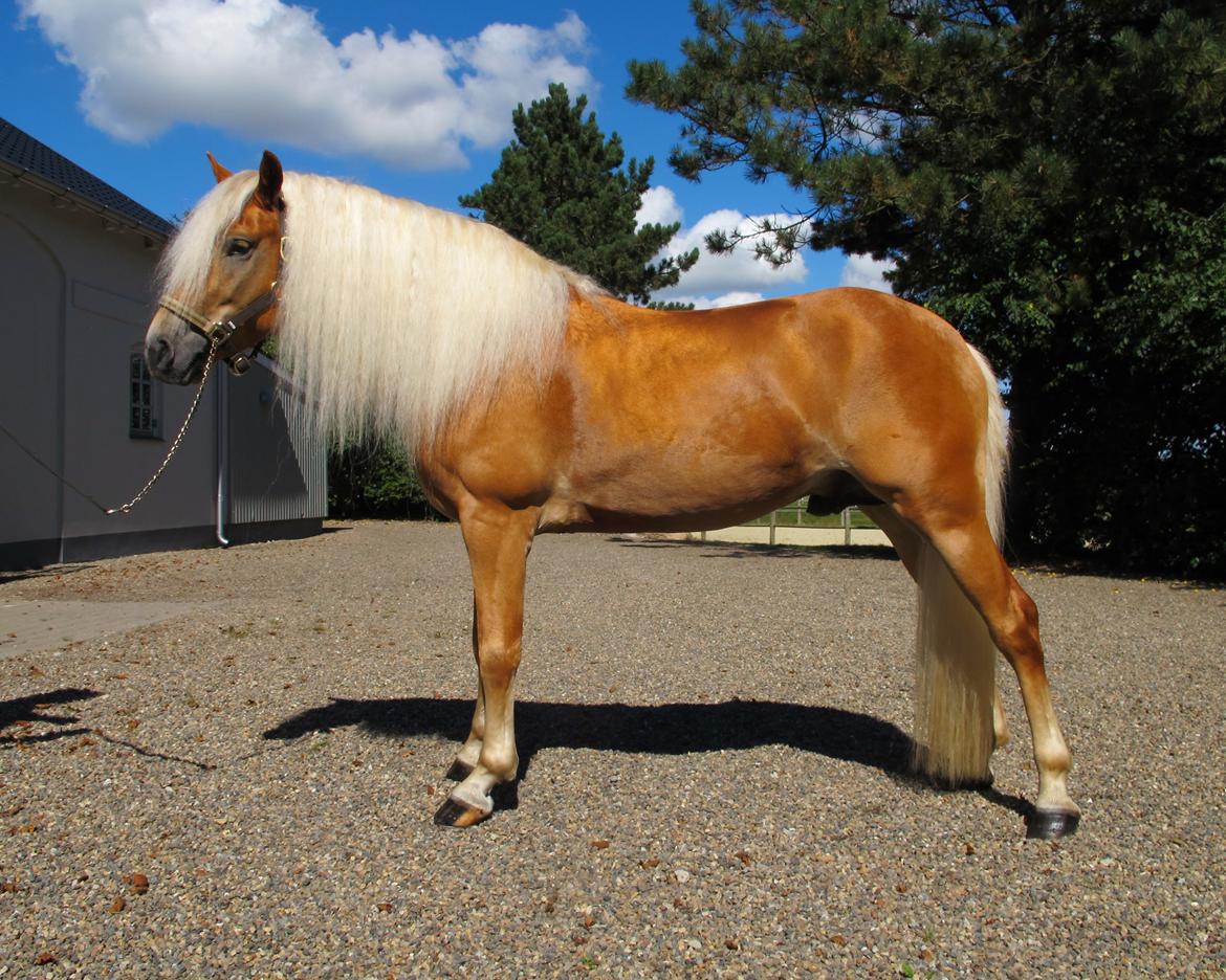 Haflinger Artaud Classwei af Åtte Bjerge - August 2016 billede 3