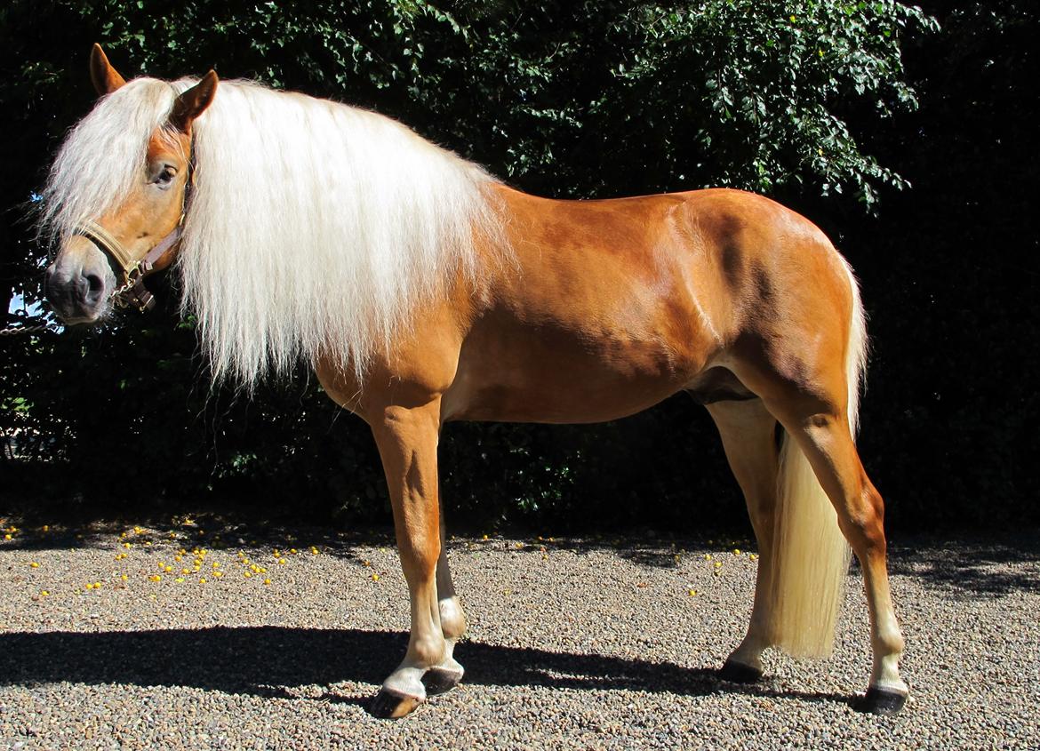 Haflinger Artaud Classwei af Åtte Bjerge - August 2016 billede 4