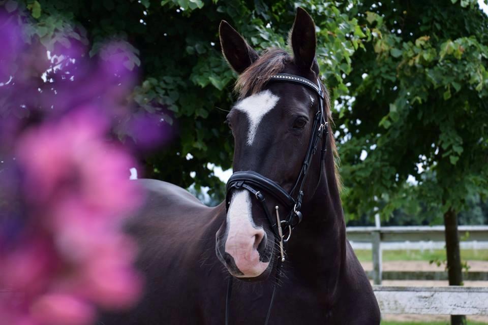 Oldenborg Tøsen - Smukke Tøsen <3 (fotograf: (mig) Sofie Steengaard Jensen) billede 1