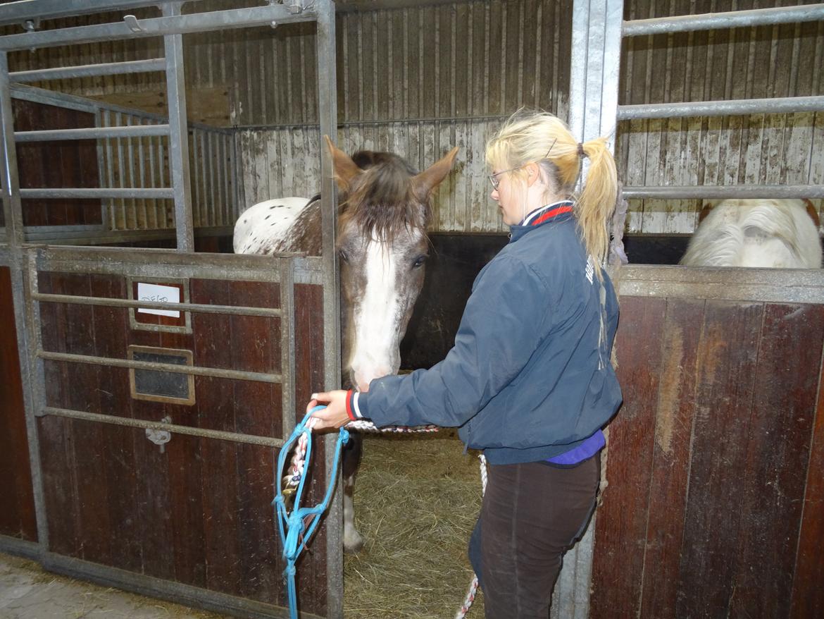 Appaloosa DIego billede 2