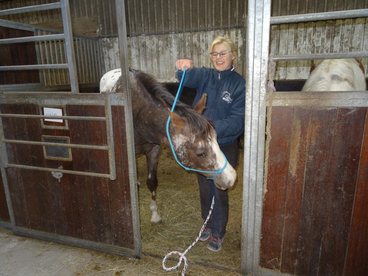 Appaloosa DIego billede 3