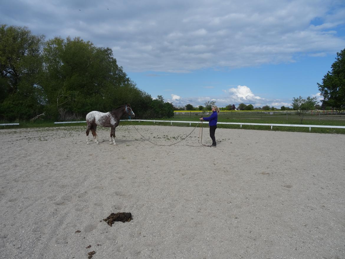 Appaloosa DIego billede 4