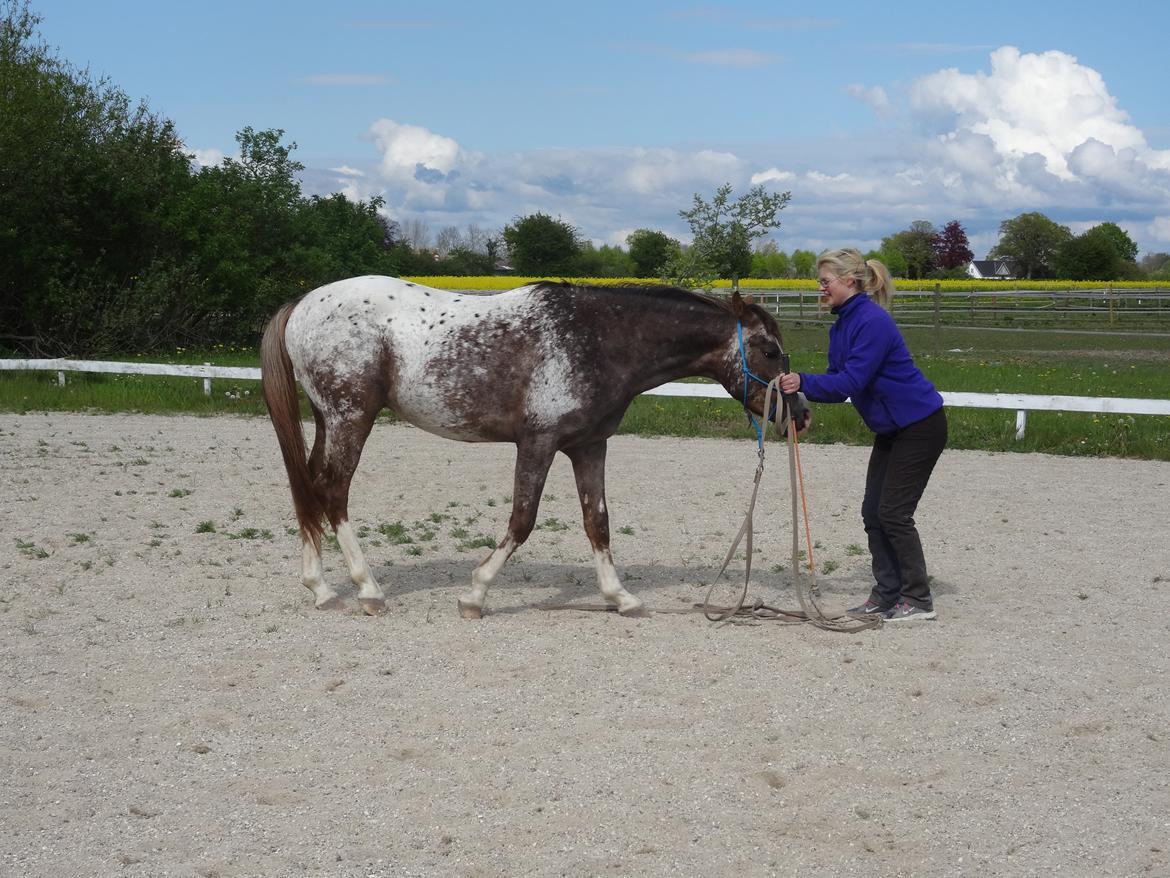 Appaloosa DIego billede 5