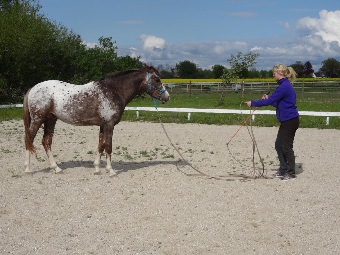 Appaloosa DIego billede 6
