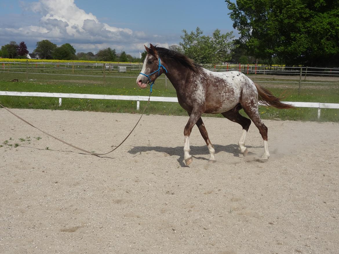 Appaloosa DIego billede 7