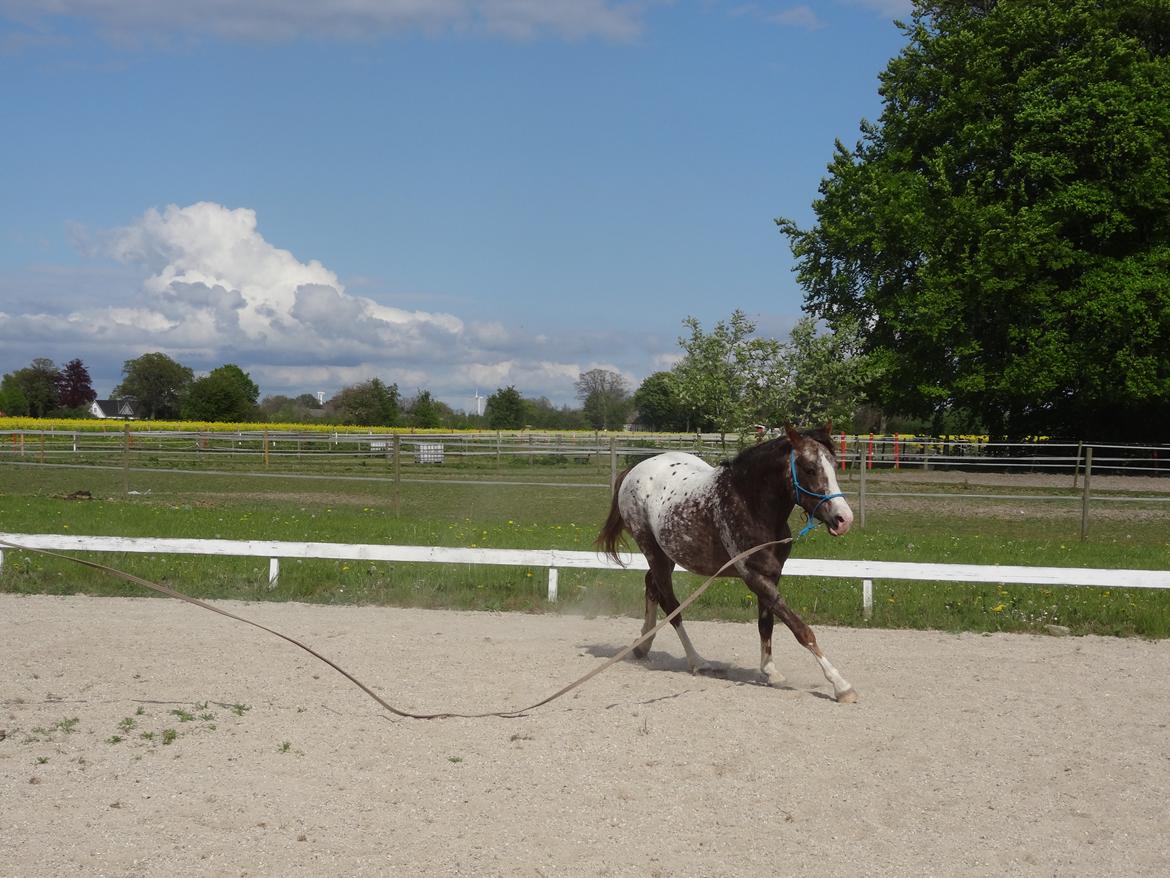 Appaloosa DIego billede 8