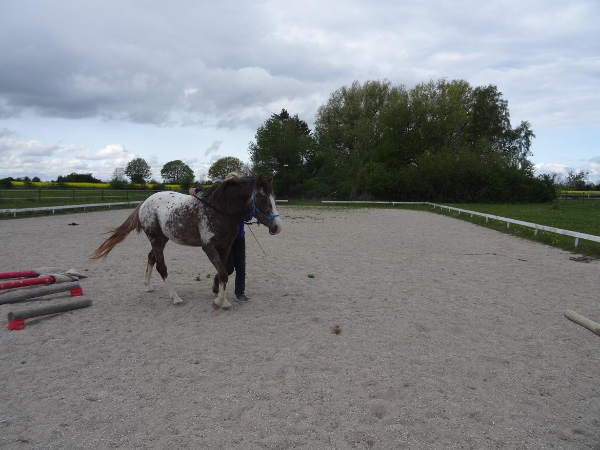 Appaloosa DIego billede 9