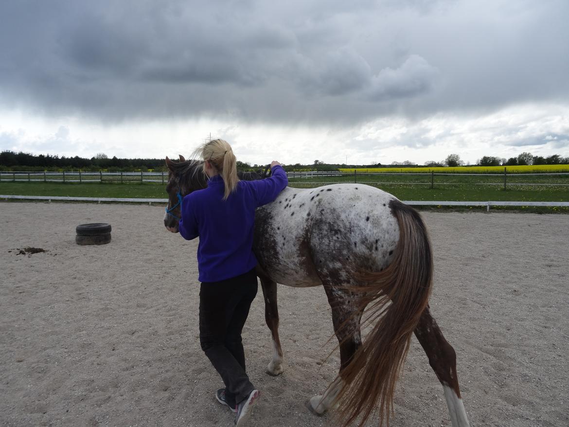 Appaloosa DIego billede 11