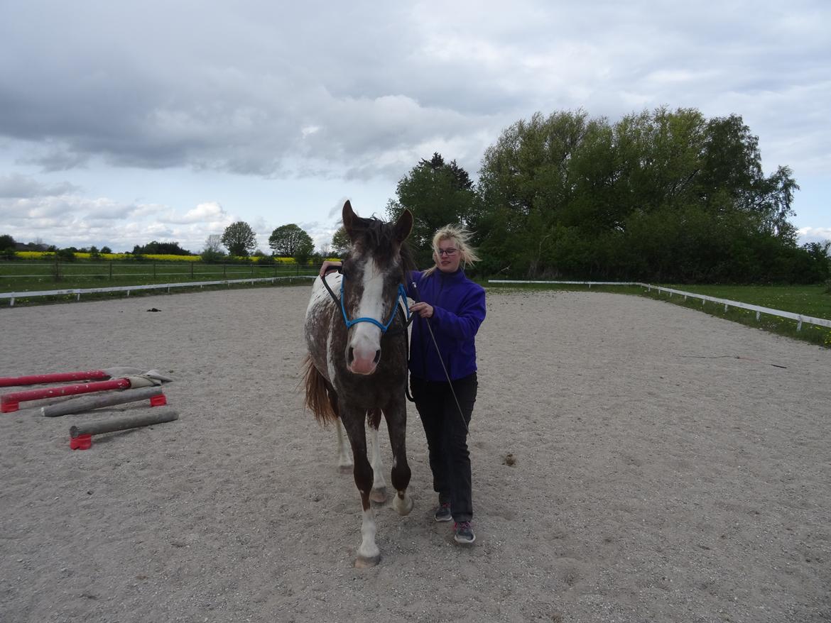 Appaloosa DIego billede 10