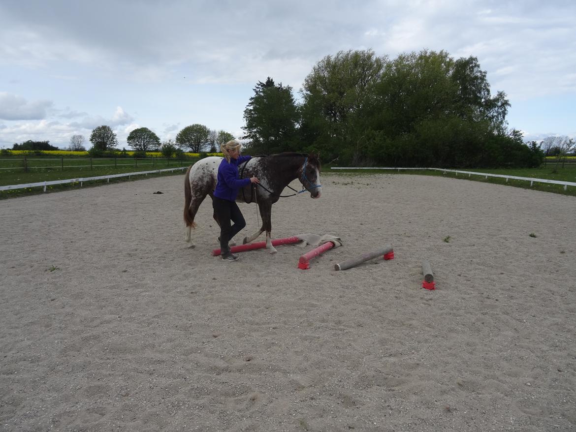 Appaloosa DIego billede 12