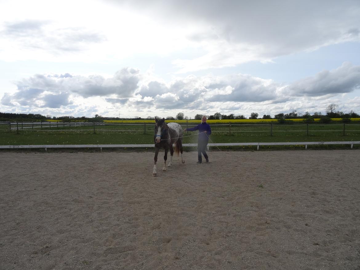 Appaloosa DIego billede 13