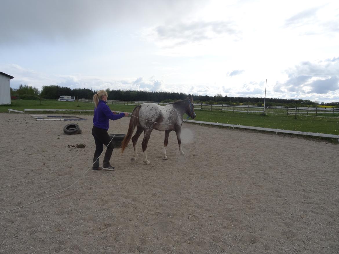 Appaloosa DIego billede 15