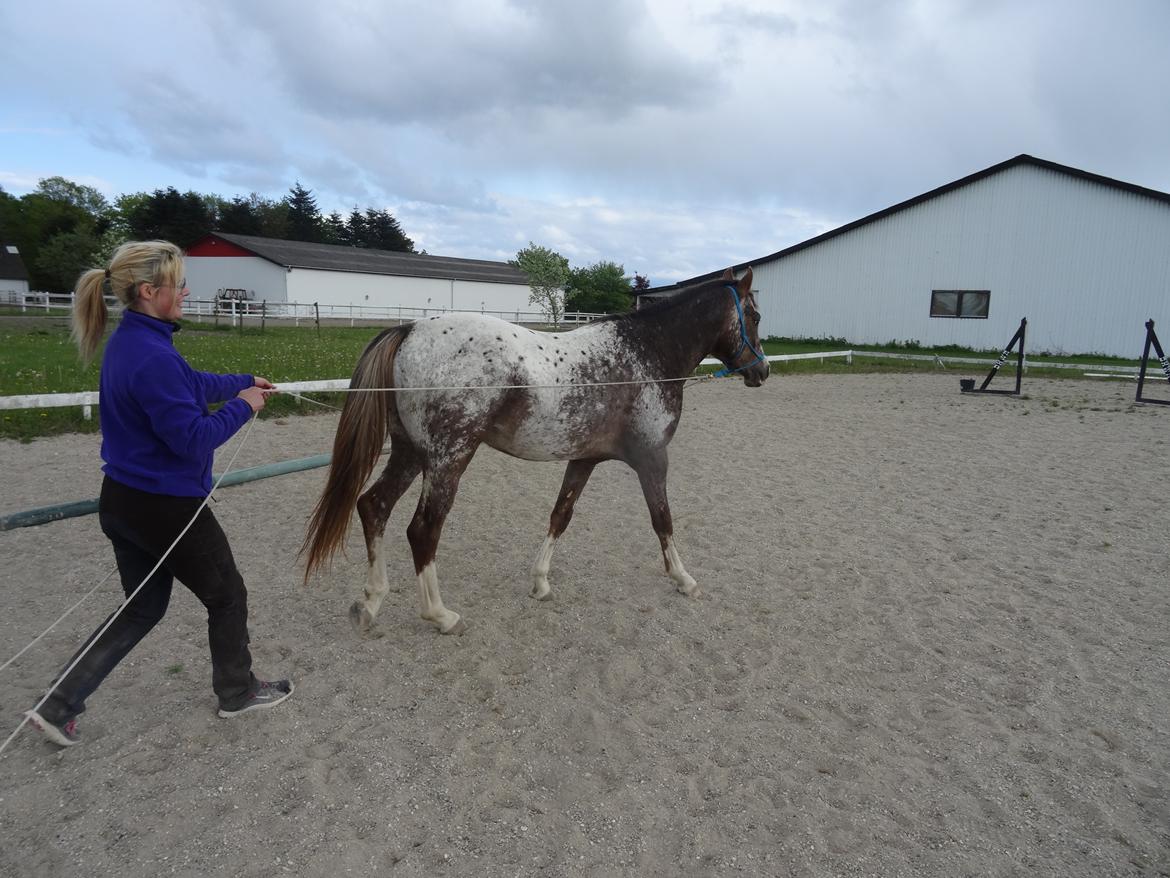 Appaloosa DIego billede 14