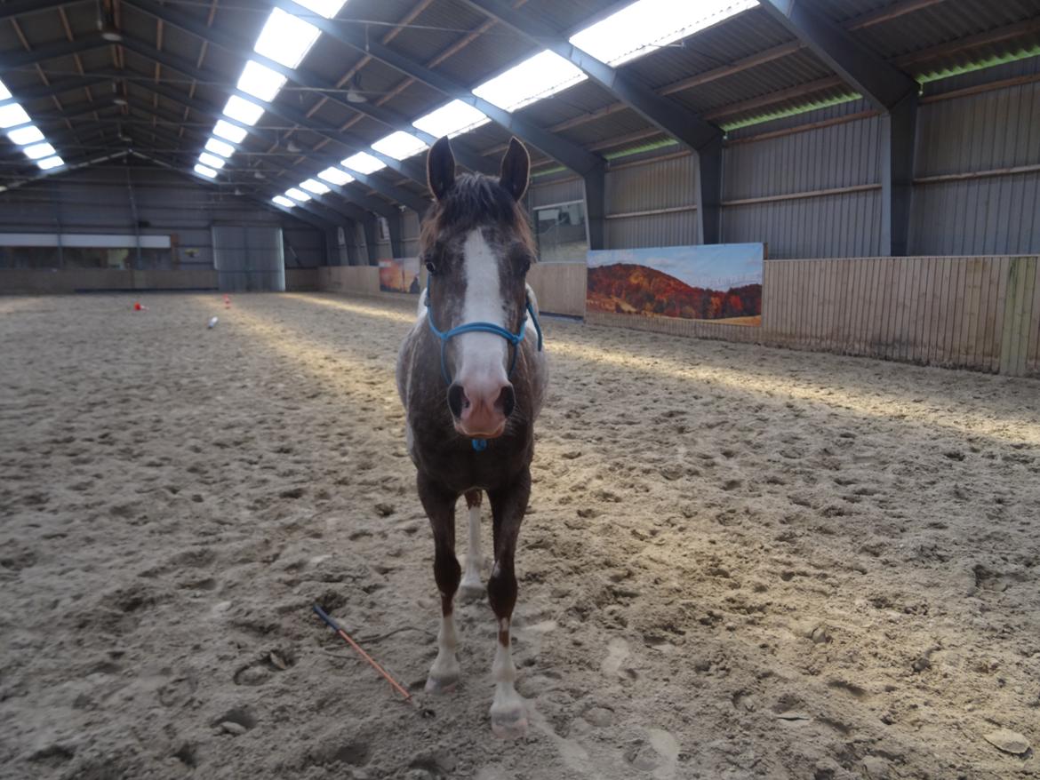 Appaloosa DIego billede 16