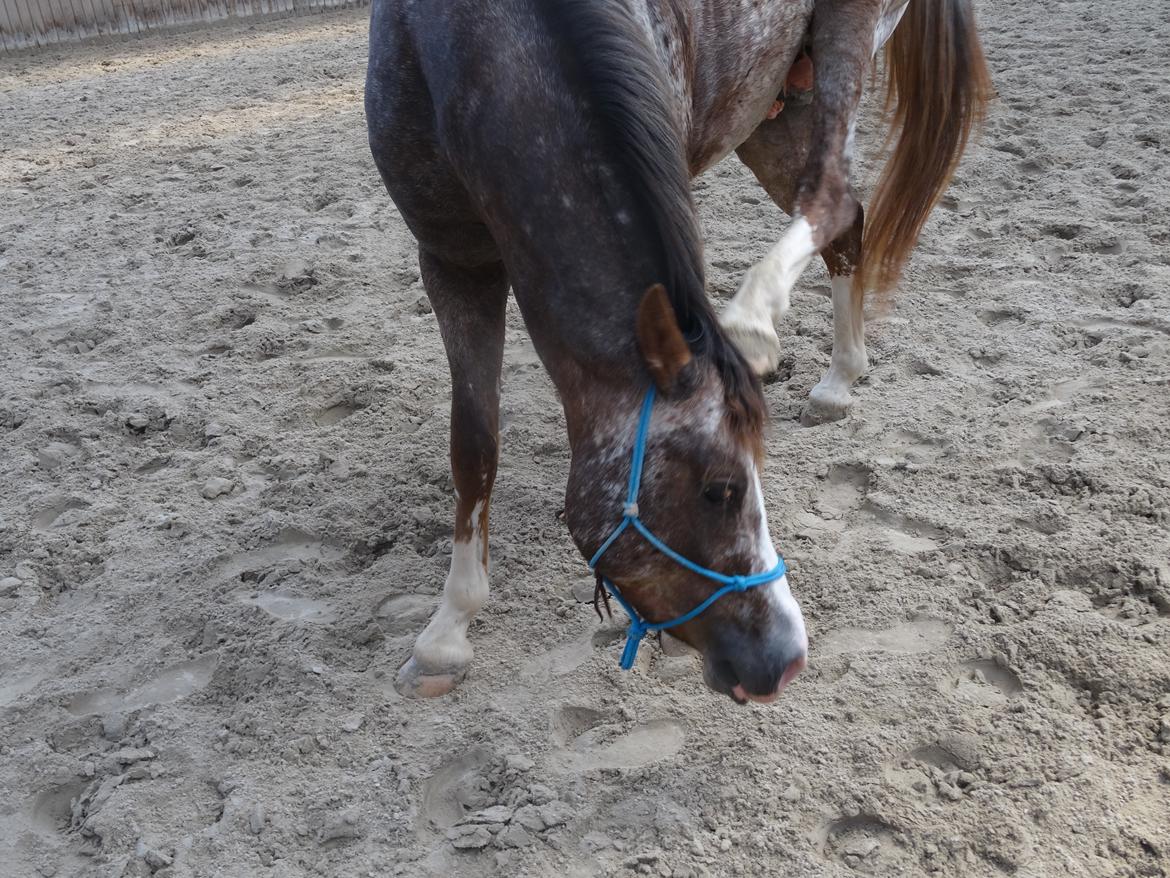 Appaloosa DIego billede 18