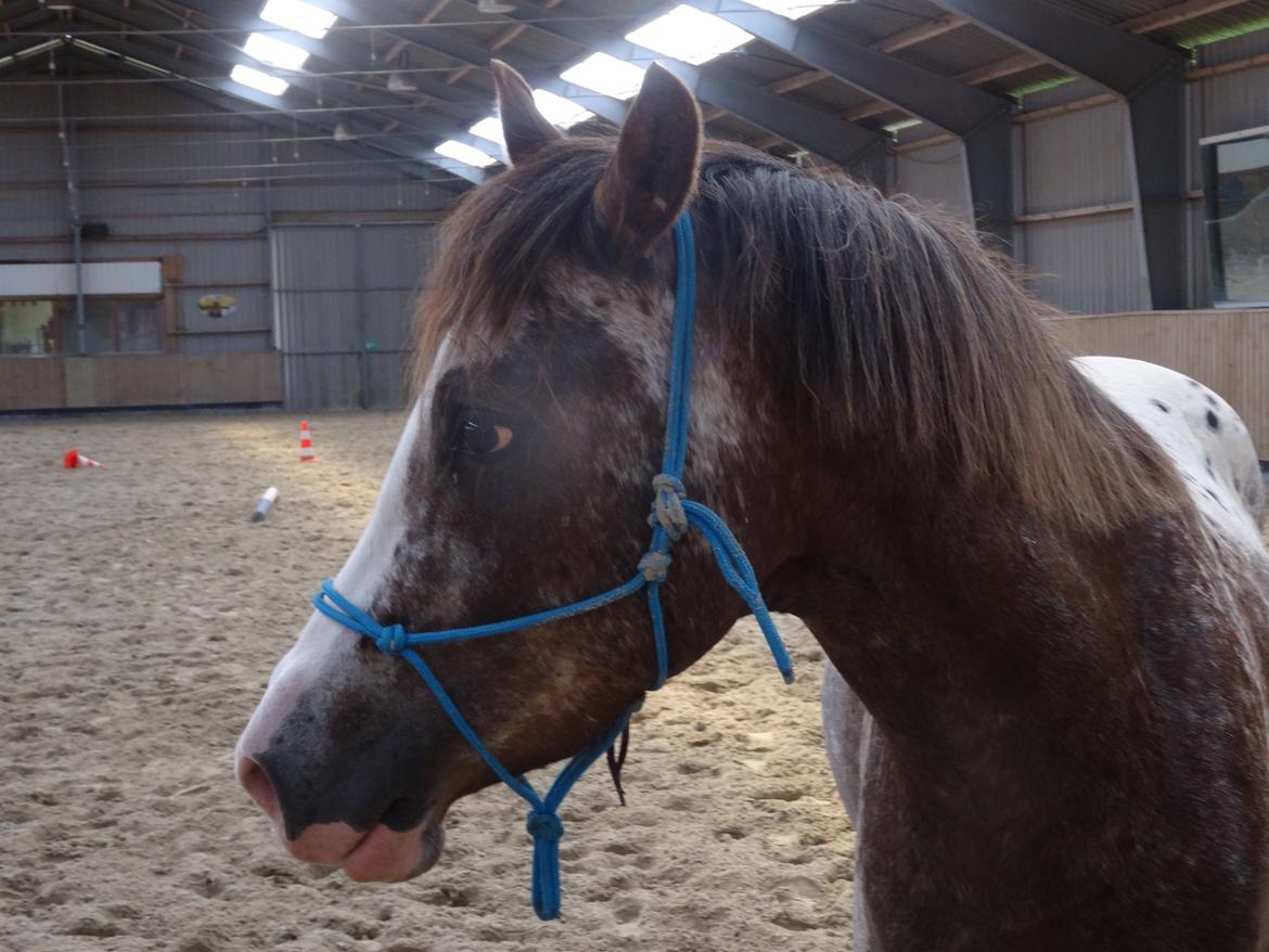 Appaloosa DIego billede 17