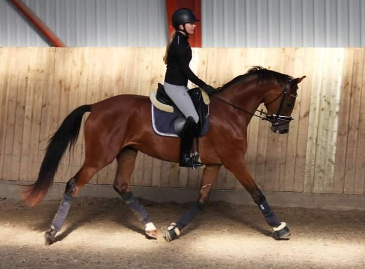 Dansk Varmblod Delay lykkedal billede 5