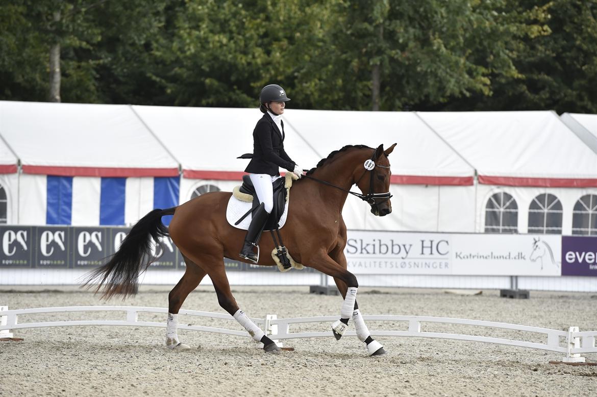 Dansk Varmblod Delay lykkedal billede 2